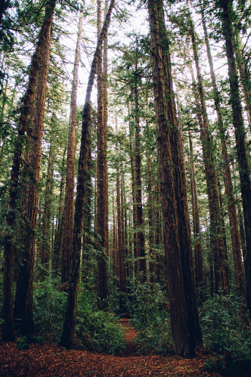 A quiet forest. A perfect place for meditation.