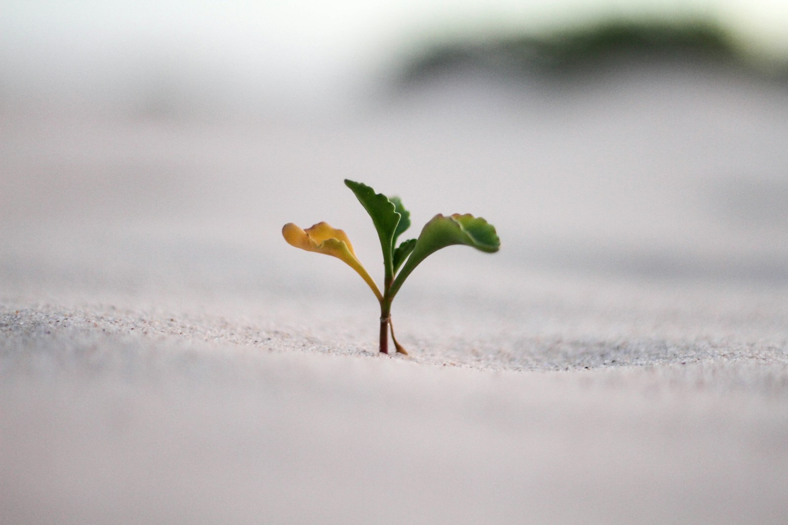 Seedling plant growing out of ground. This image is a metaphor for how creativity helps society grow.