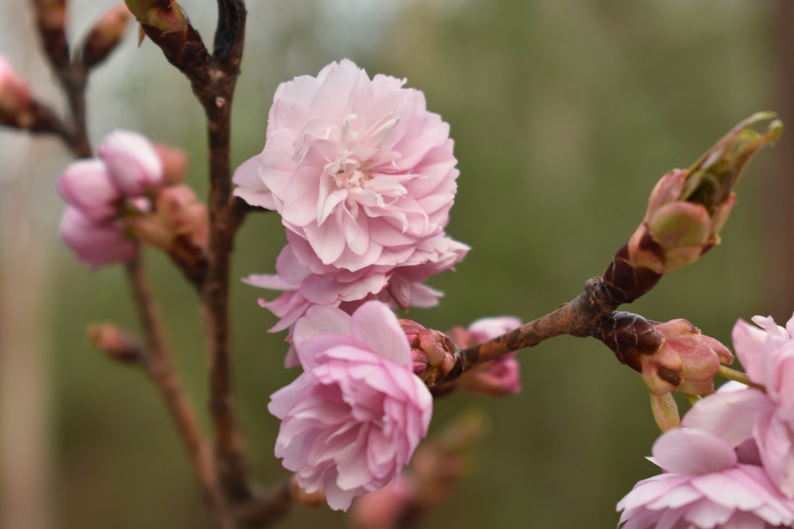 a close up of pink flowers on a tree